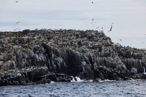 Long shot of puffins on the rocks
