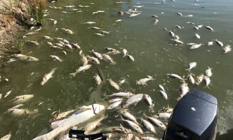 Fish kill at Menindee on the Darling River.