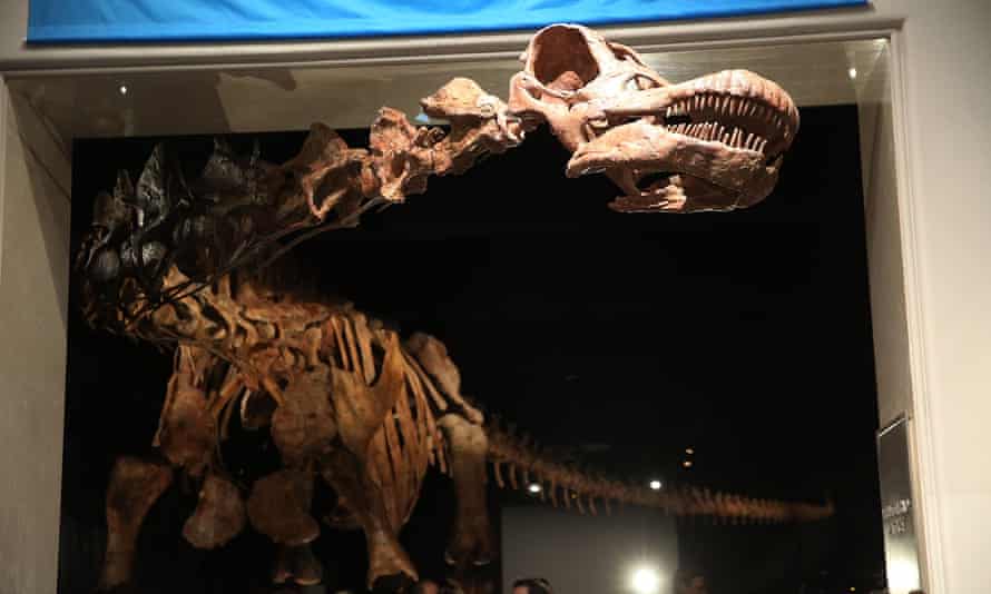 The Titanosaur replica at the American Museum of Natural History in New York.
