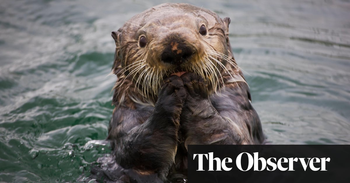 Food Web Sea Otter Food Chain
