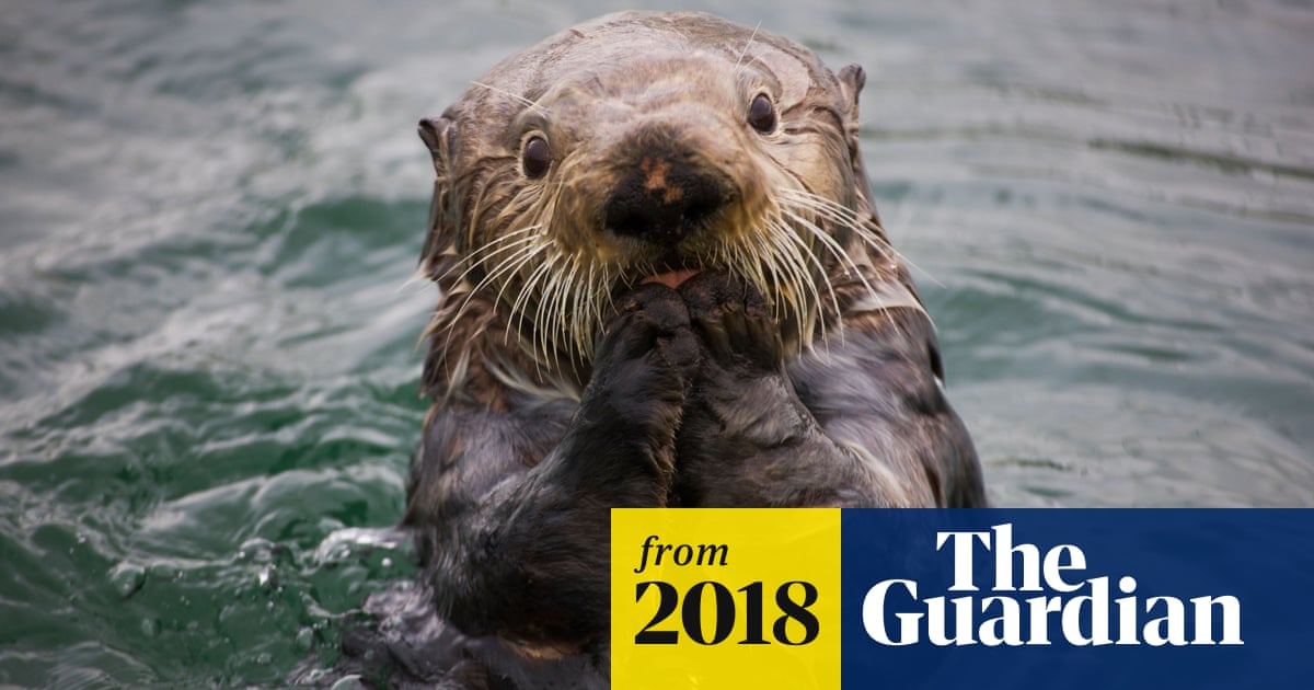 Finding Dory Aquarium Sorry For Insensitive Tweet About Abby The Large Otter California The Guardian