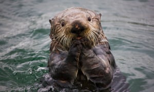 How sea otters help save the planet | Environment | The Guardian