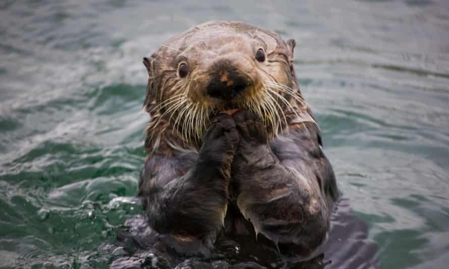 How Sea Otters Help Save The Planet Environment The Guardian How Sea Otters Help Save The Planet Environment The Guardian