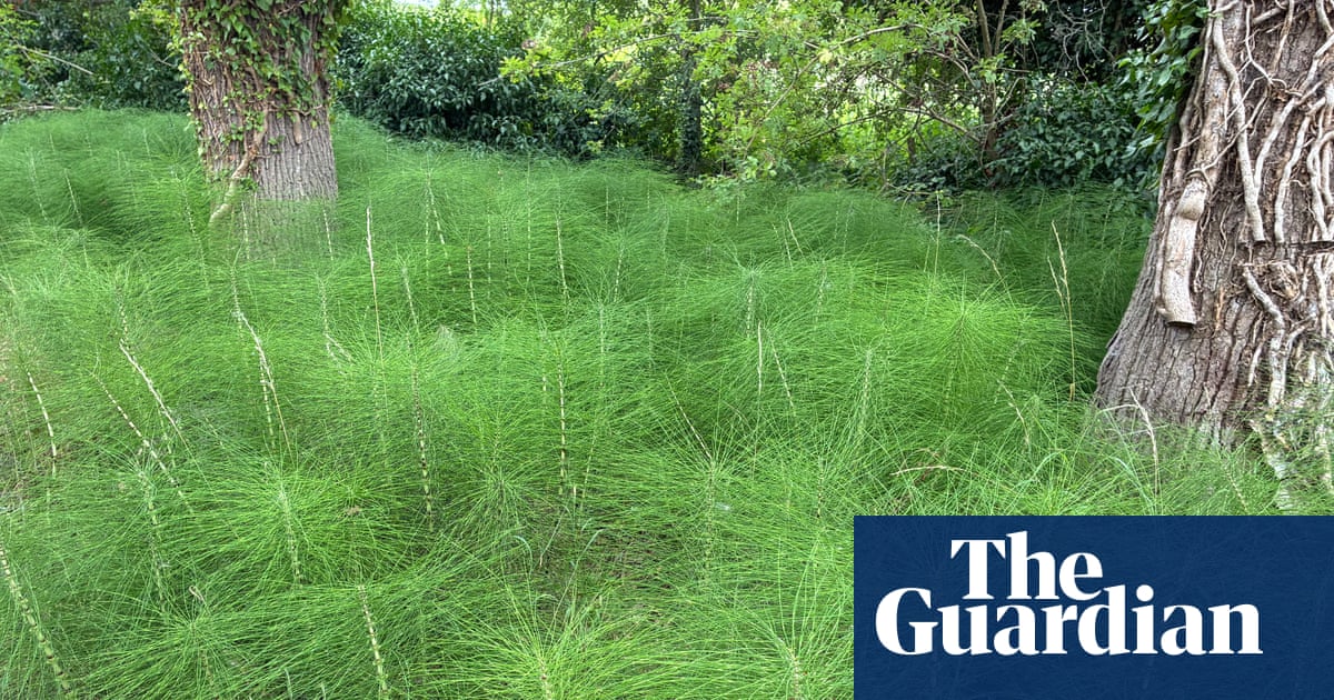 Country diary: All hail the horsetail, a plant that could survive anything | Kate Blincoe