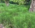 Country diary: All hail the horsetail, a plant that could survive anything | Kate Blincoe Country diary: All hail the horsetail, a plant that could survive anything | Kate Blincoe