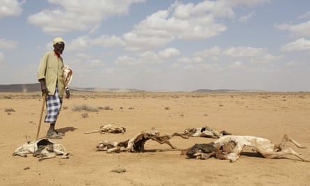 A man looks at the carcasses of dead animals during El Niño drought in southern Hargeisa, Somaliland.
