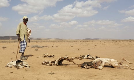 A man looks at the carcasses of animals that died due to an El Niño-related drought in southern Hargeisa, Somaliland, in April 2016.