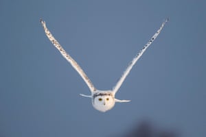 Female snowy owl in flight in rural Ottawa, Canada