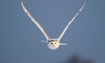 snowy owl,  canada