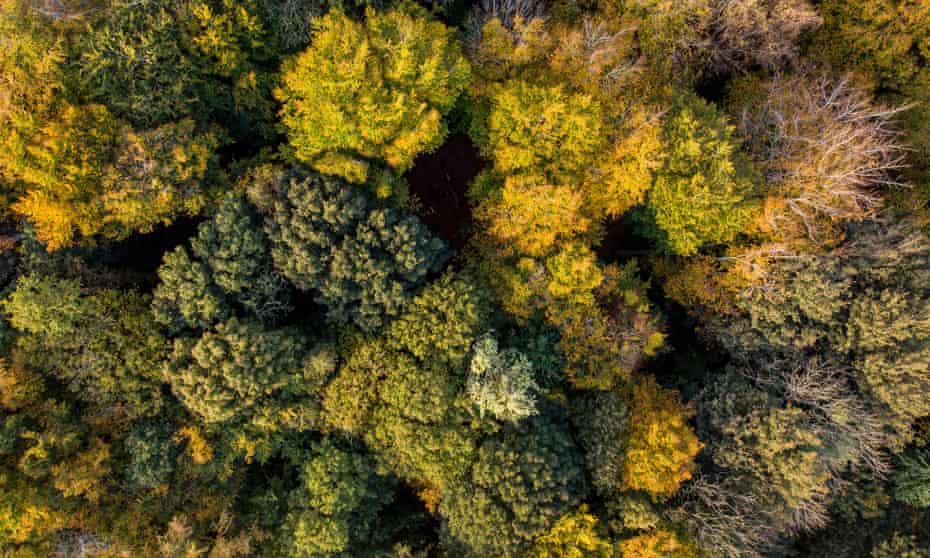 Treetops in autumn