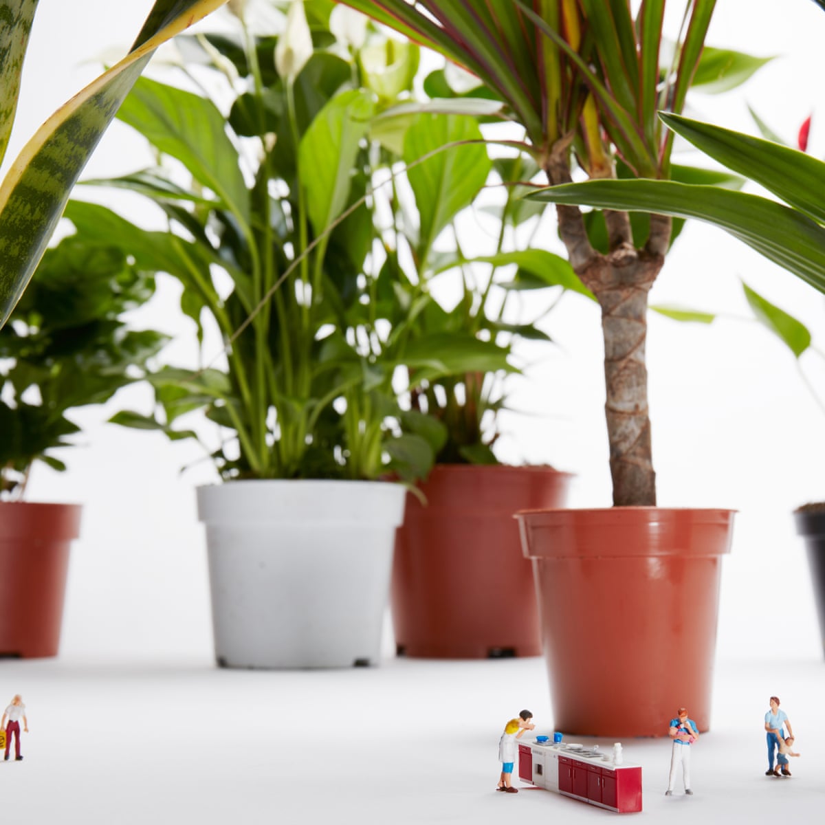 House Plants The New Bloom Economy Plants The Guardian