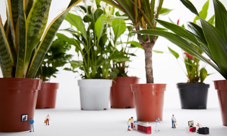 Flower pot men: ‘In a clever early move, Freddie Blackett decided to baptise his products with human names – Chaz, the Swiss cheese plant; Fidel, the fiddle-leaf fig.’
