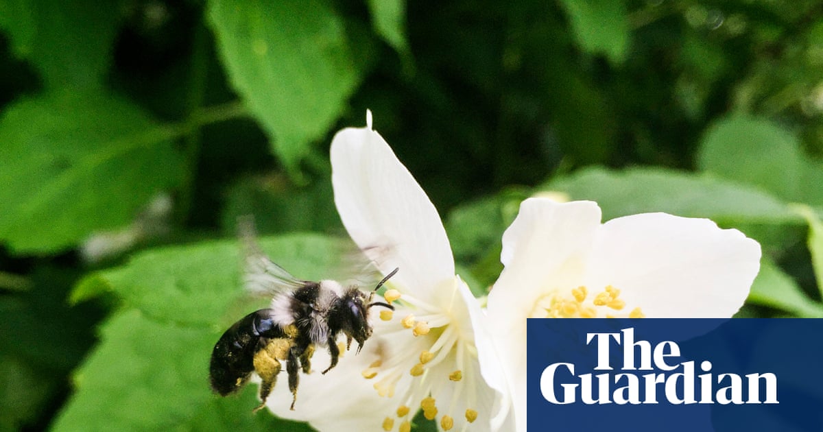 Country diary: A sun-warmed day has the bees feeling hot | Claire Stares