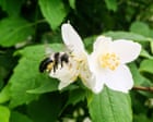 Country diary: A sun-warmed day has the bees feeling hot | Claire Stares