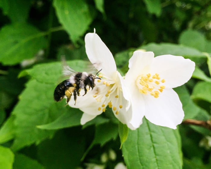 Country diary: A sun-warmed day has the bees feeling hot | Claire Stares