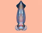 ‘Like an alien invasion’: the neon flying squid that can fly in formation above the ocean