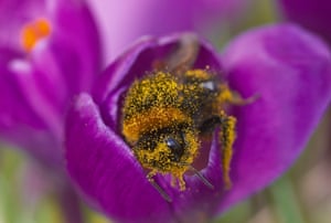 A queen bumblebee (Bombus terrestris) is covered in pollen as it emerges from a crocus flower.