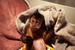 A female capuchin monkey was shot in the shoulder in the city of Rio de Janeiro, Brazil. She lost the use of her legs and is being treated by the Instituto Viver Livre. In almost 10 years, 69 wild animals have been shot in Rio de Janeiro. Some of the surviving animals are taken to the Viver Livre Institute, where they undergo surgery and receive treatment. Monkeys are just some of the wildlife caught in Rio’s rampant gun crime