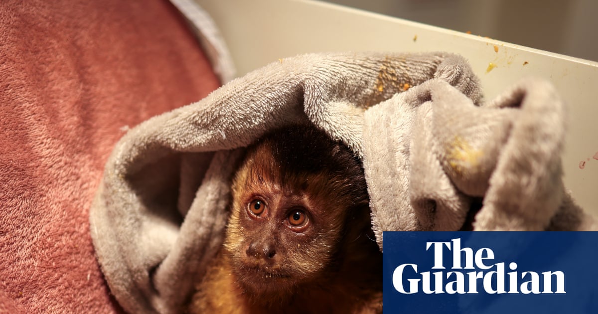 Not even animals escape the extreme barbarity': wildlife caught in Rio's rampant gun crime