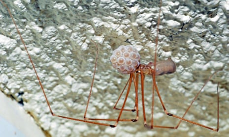 Daddy long legs: there is one piece of information every child