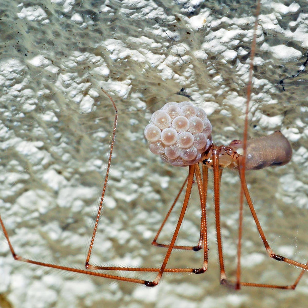 Country diary: A daddy-longlegs and its eggs have a narrow escape