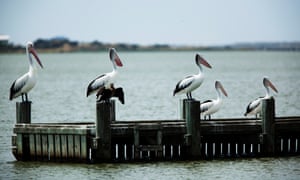 Birdlife on the Coorong near the mouth of the Murray River where it flows into the Great Australian Bight
