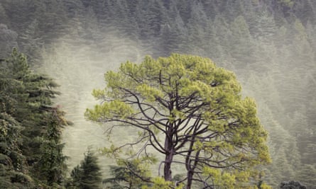 A pine stands out against clouds of deodar cedar pollen floating away from the trees’ male cones along a hillside in Dharmsala, India.