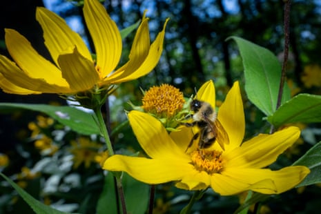 A rusty patched bumblebee feeds on woodland sunflowers
