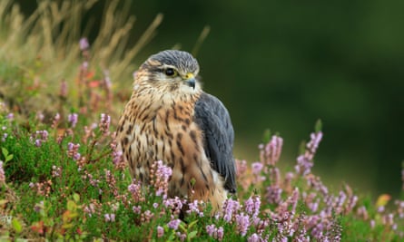 Limited visitor numbers bring benefits for nature, such as the merlin – the UK’s smallest bird of prey.