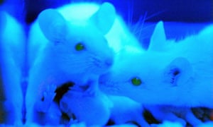 Mice