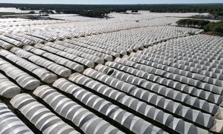 Strawberry greenhouses surrounding the Doñana in southern Spain