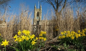 Daffodils in front of St Mary's church in south-west London