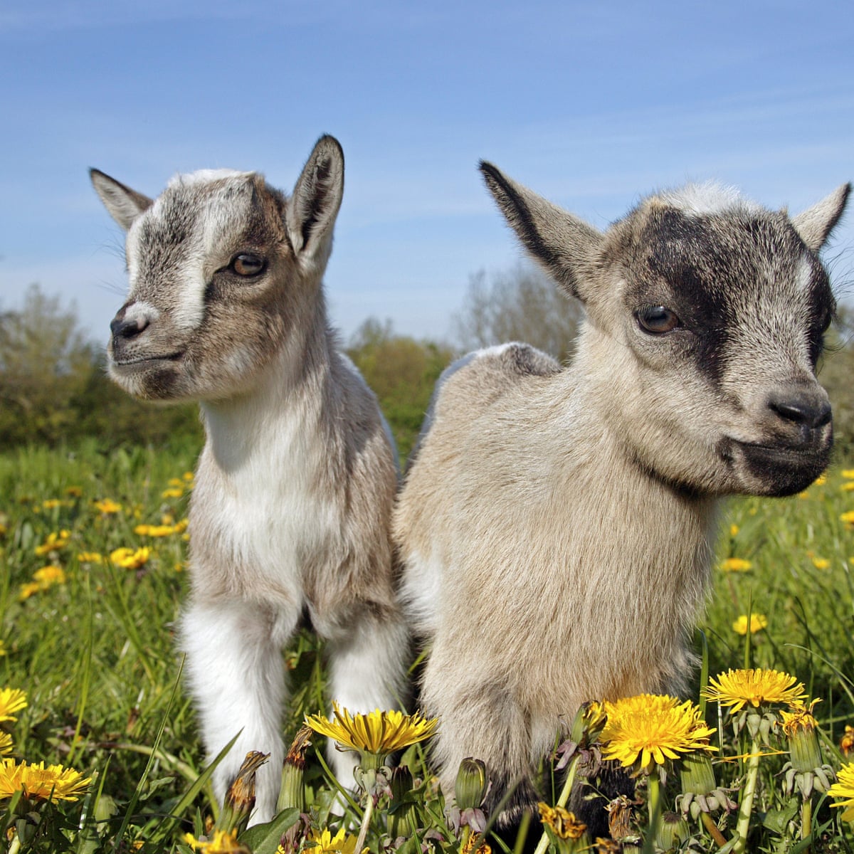A 'murder' mystery with a toxic twist ... and pygmy goats | Forensic  science | The Guardian