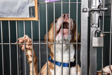 dog vocalizes behind cage bars