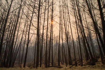 Leafless, blackened tree trunks.