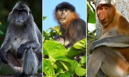 Greedy killer monkeys found eating large rats in Malaysia, leaving