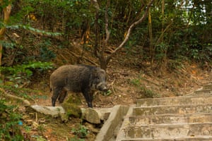 Um javali caminha perto de uma escada no distrito de Wong Tai Sin, em Hong Kong. A cidade abriga aproximadamente 3.000 javalis e Hong Kong começou a abatê-los em novembro de 2021 em meio a temores de segurança pública