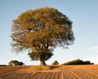 Despite the drought, don’t give up on our native plants | Letters