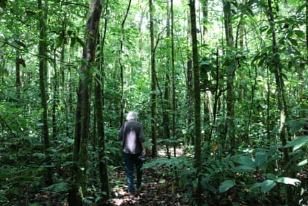 An older man walking through dense tropical forest