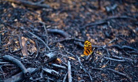 A passion flower butterfly on rainforest cleared and burned for farmland in Peru’s Amazon basin