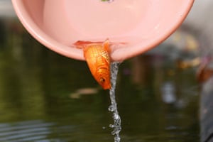 Hanoi, Vietnam: A goldfish is released into Hoan Kiem lake to mark Kitchen God day, ahead of the Lunar New Year