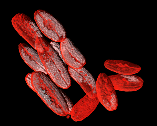 A 3D scan of some finger limes, resembling blood cels