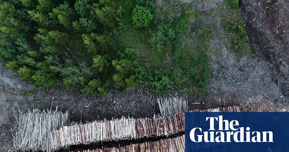 Drax still burning 250-year-old trees sourced from forests in Canada, experts say