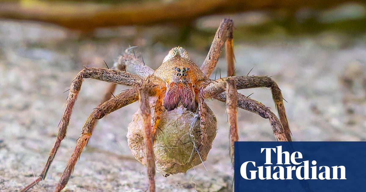 Week in wildlife: snake on a car, a careful spider mum and a lazy squirrel