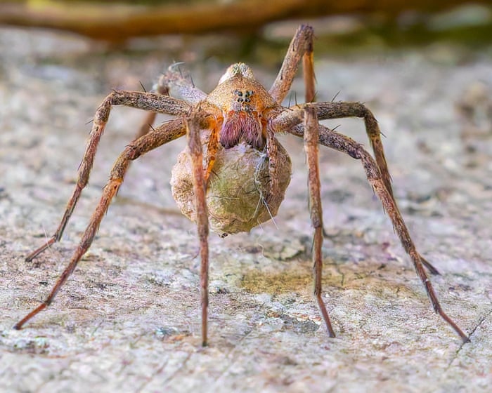 Guardian Weekly Wildlife Round-Up