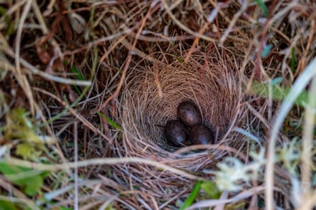 A nest with three dark brown eggs.