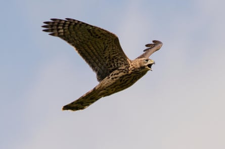 Bird in flight with beak open