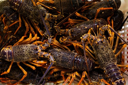 Crayfish at the wharf in Horseshoe Bay.