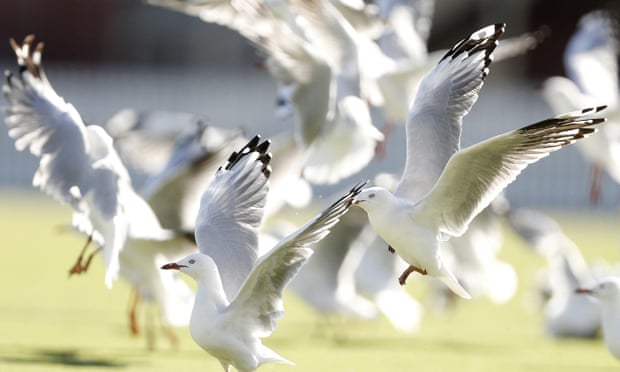 Seagulls in Melbourne