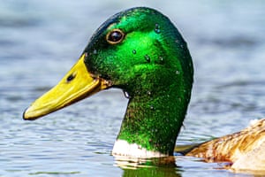 Beads of water on the head of a duck at WWT Slimbridge Wetland Centre in Gloucester, England